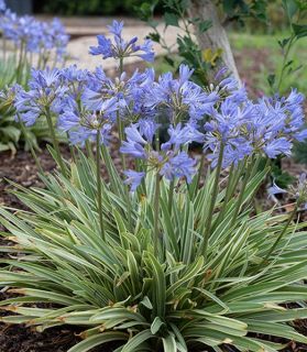 Agapanthus 'Golden Drop'